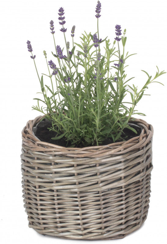 SMALL ROUND ANTIQUE WASH PLANTER
