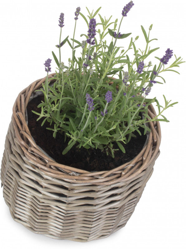 SMALL ROUND ANTIQUE WASH PLANTER
