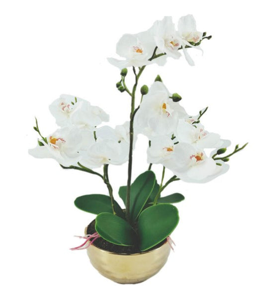 White Real Touch Orchid Flower in Display Gold Pot 35cm